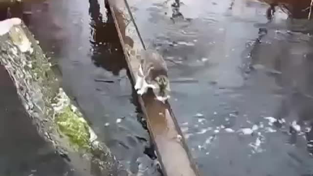 Smart_Cat_Carefully_Crosses_The_Bridge