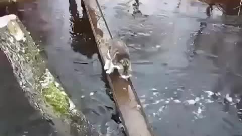 Smart_Cat_Carefully_Crosses_The_Bridge