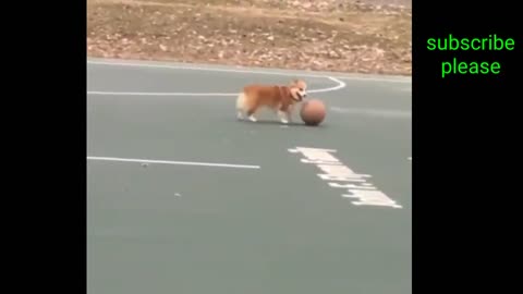 Funny animals videos