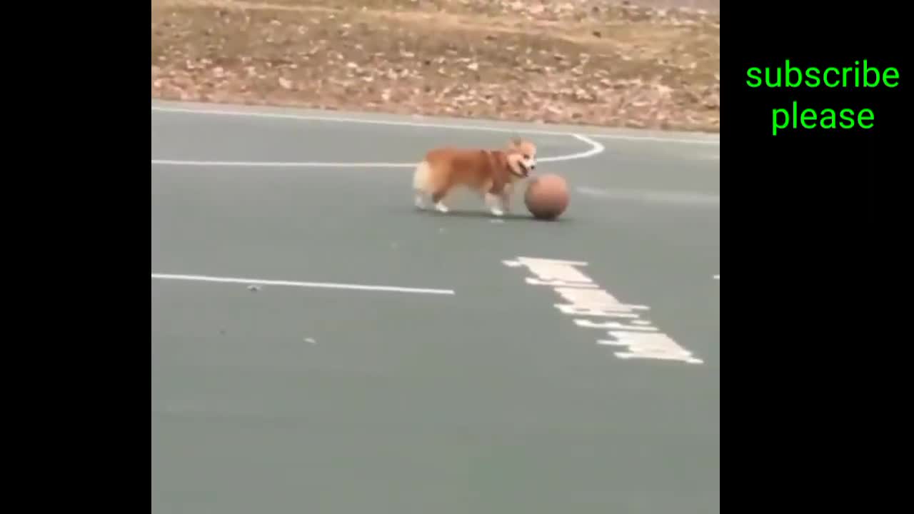 Funny animals videos