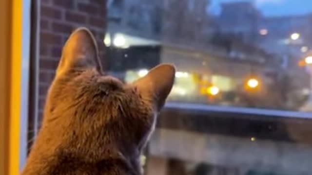 cat see snow for the first time