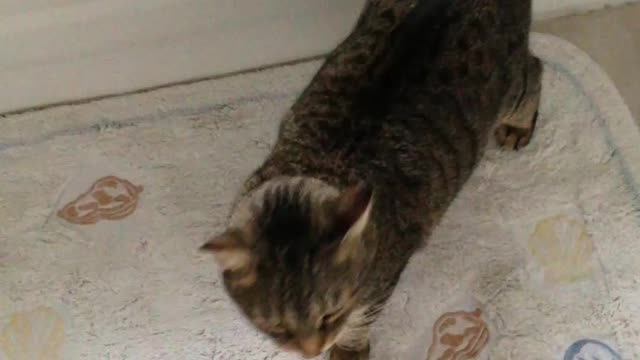 Baby cat 🐈😻 funny 😄 video 📹