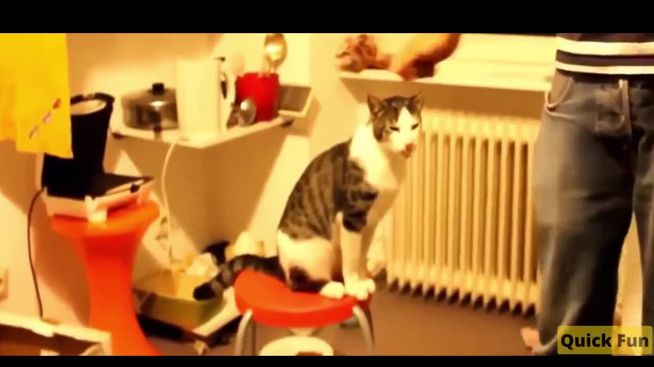 Dogs and Cats Very Funny Videos