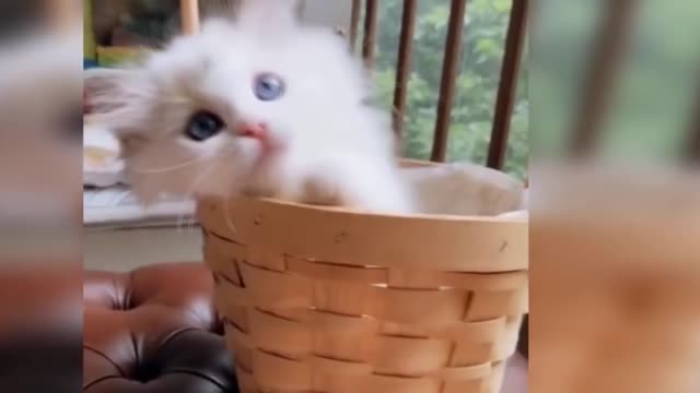 Baby Cats Funny videos-Funny Baby Cat Videos Compilation Part-01