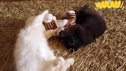 Two kittens are fighting