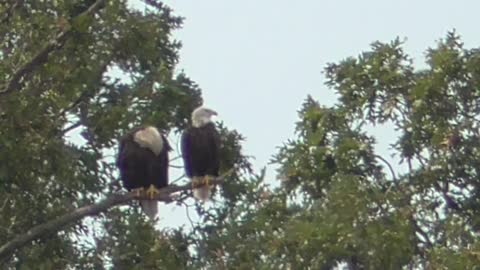 302 Toussaint Wildlife - Oak Harbor Ohio - Eagle Makes Fantastic Landing