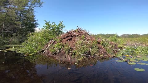 Beaver Dam