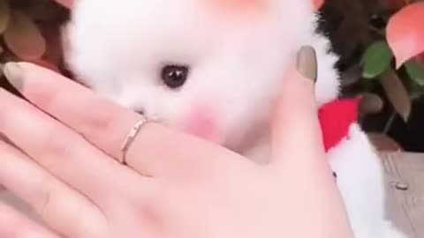 Cute and funny lovely pomaranian puppy