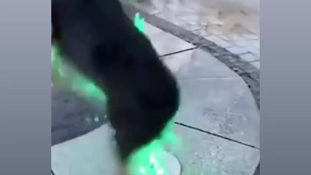 Light for dog lovers
