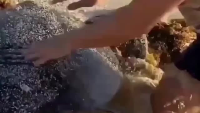 Srespect a good man helping a tortoise for swimming in sea