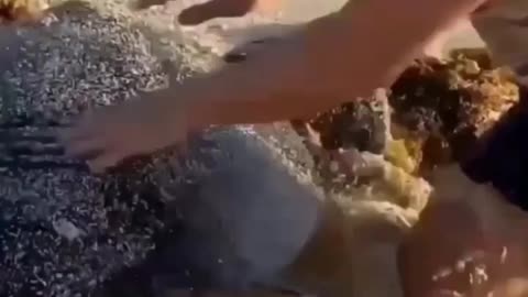 Srespect a good man helping a tortoise for swimming in sea