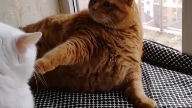 FunnyCatsToday,Funny Cat You Might Never See Before, part86