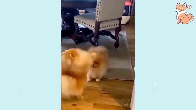 Try Not To Laugh At This Ultimate Funny Dog Video Funny Pet Videos