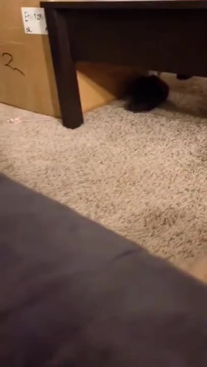 cute cat shorts❤#shorts #cat #cutecat