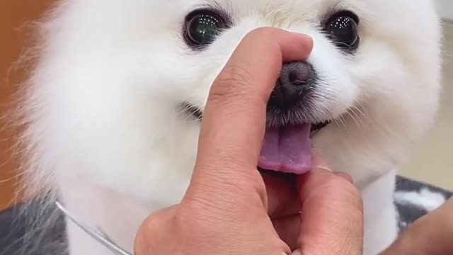 Dog's cutting hair