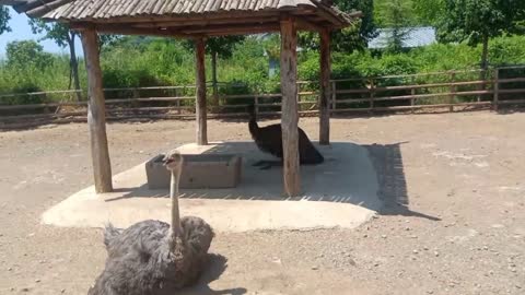 Ostrich basking in the sun