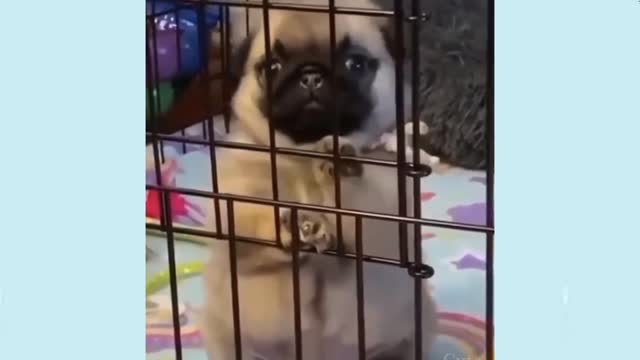 🤣Funny Dog Videos 2021🤣 🐶 It's time to LAUGH with Dog's life