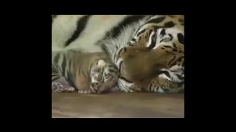 little tiger and mother