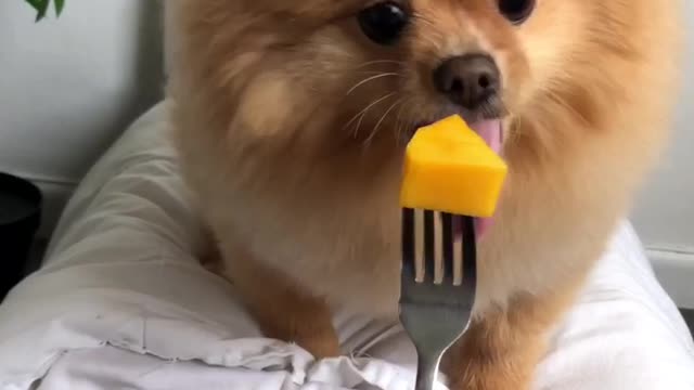 Chewie The Pomeranian Just Wants His Mango