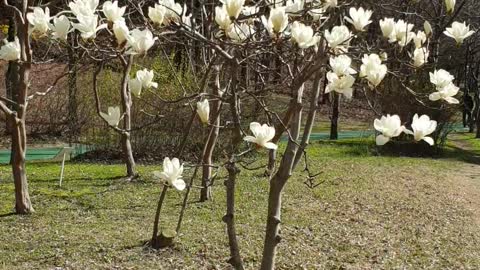 Magnolia in full bloom