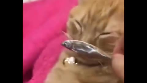Funniest Cats - Don't try to hold back Laughter 😂