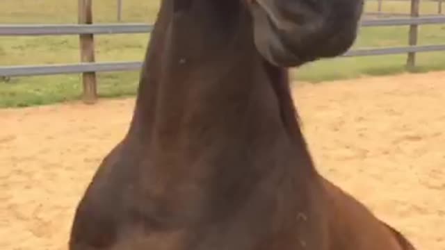 Horse thinks she's a dog!