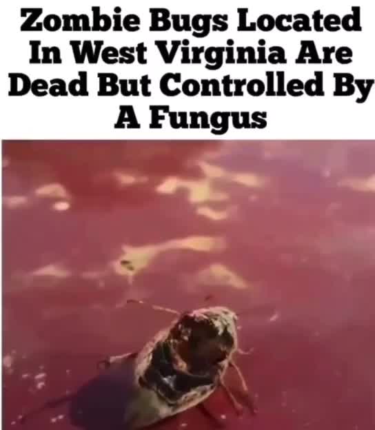 Zombie Bugs