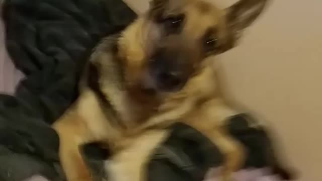 Dog sings along to Posty Maloney