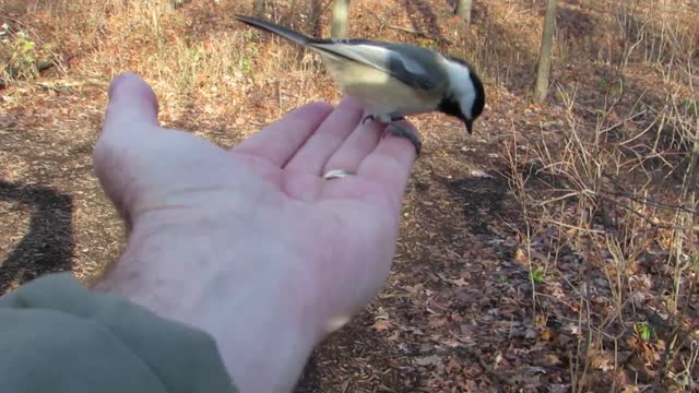 Have Them Eating Out Of My Hand