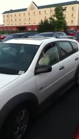 Dog Honking Car Horn