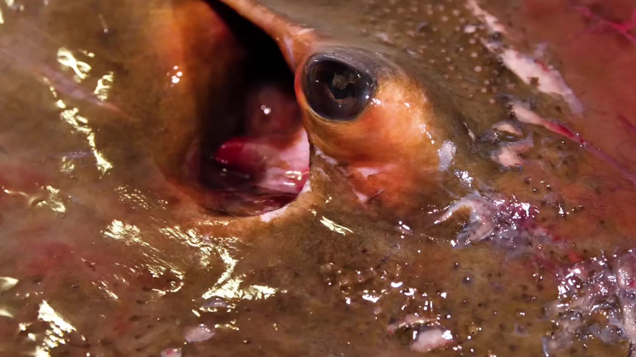 Stingray Liver Challenge: Delicious or Disgusting?