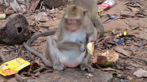 Cute Monkey Baby Eat Bananas