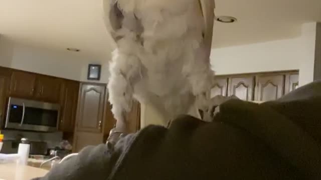 Cockatoo Dancing, to lets go Brandon