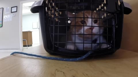 VET VISIT GONE WRONG!!! Cat Attacks Veterinarian