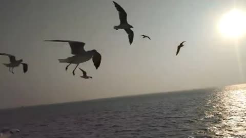 Playing Moment With Sea Birds//Different Sea Birds Flying Beside The Launch.//