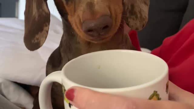 Sausage dog drinking hot milk! 🥛