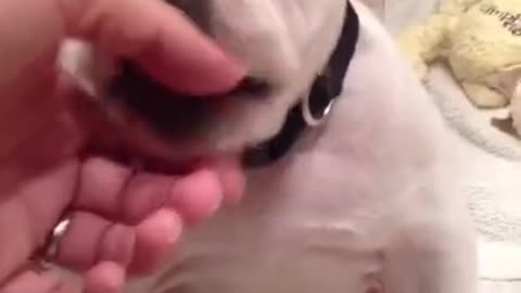They are so cute dogs. I love them so much