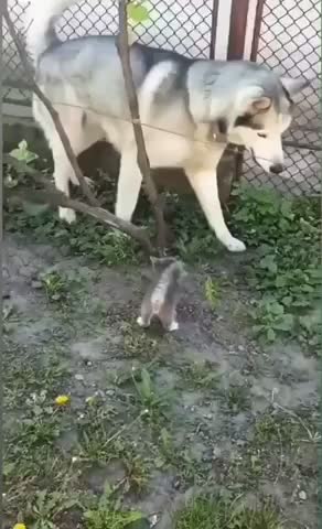 Brave kitten teaching husky a lesson