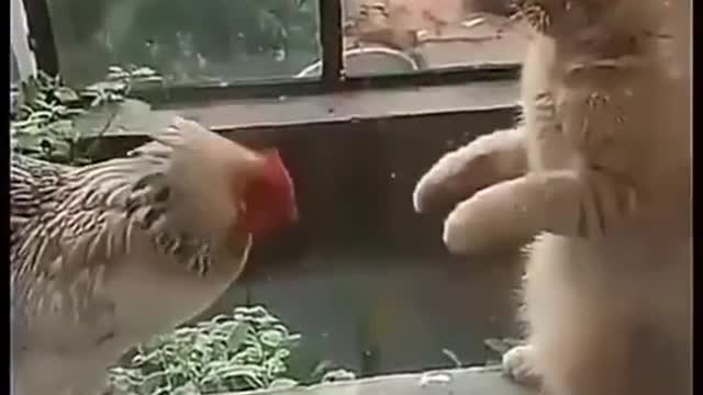 Training the cat and the rooster. Funny and clever animals. Nature.