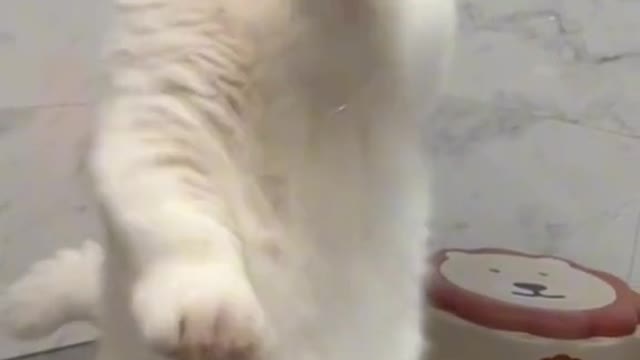 Cat cat funny cat