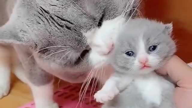 Mom cat kissing small cat