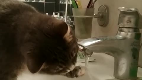 Cat watering place