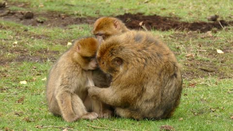 happy monkey family- funny video