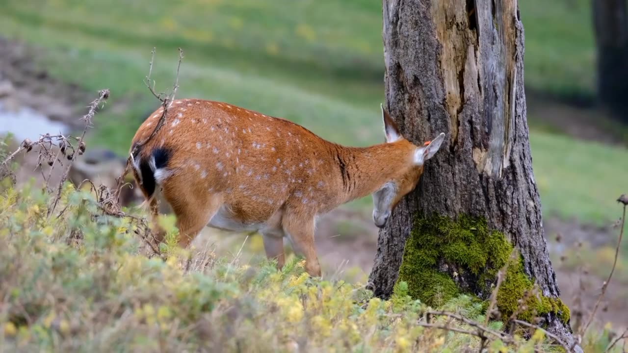 How a deer is playing with its head on a tree