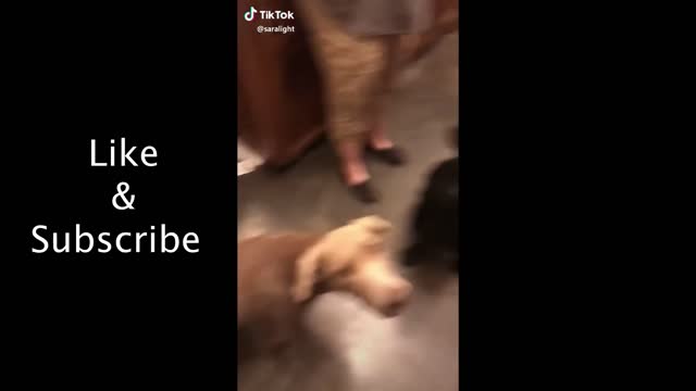 Tik Tok - Dogs of Tik Tok Compilations. Very Funny