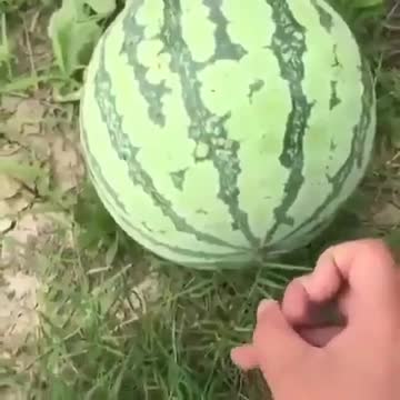 How to choose a ripe watermelon.