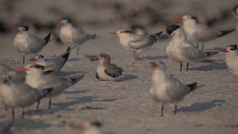 Hanging with the Terns