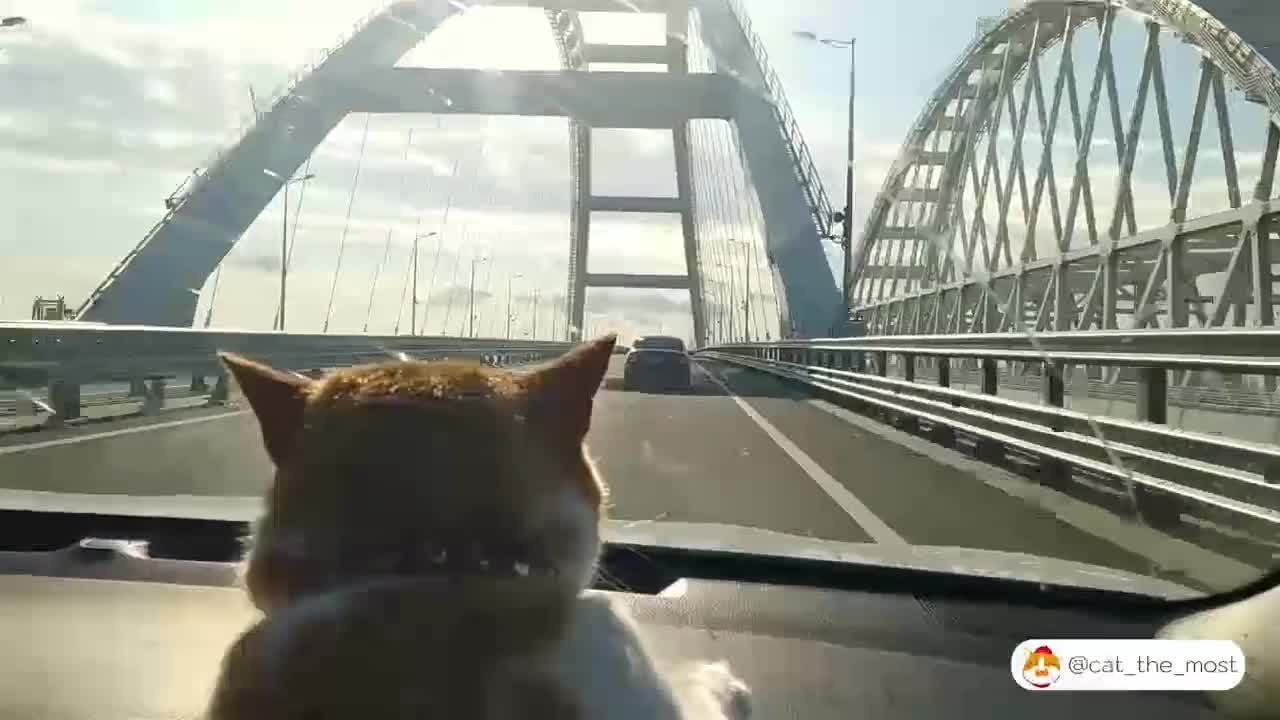 Mostik the Cat inspects the Crimean bridge