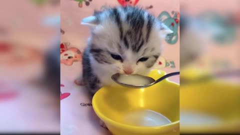 My little girl drinks milk in a spoon