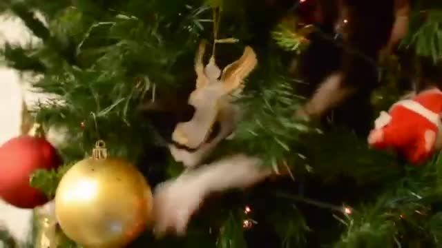 Our cat playing in the Christmas tree